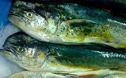 Picture of frozen fish