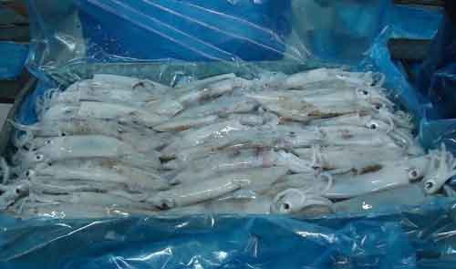 Squid without tentacles