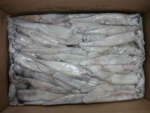 Squid without tentacles