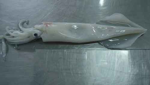 Fresh squid