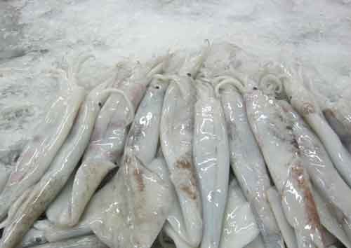 Squid in refrigeration
