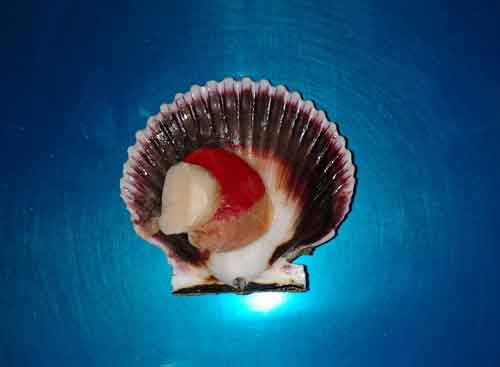 Shell with coral