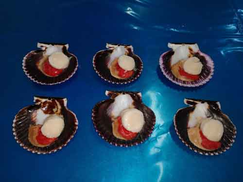 Shells with coral
