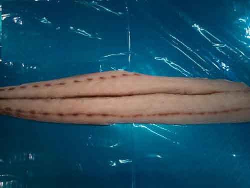 Parakeet fillet