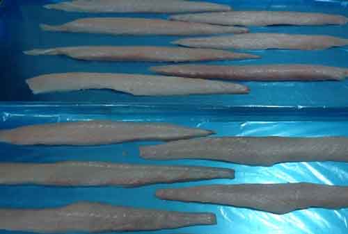Parakeet fillets