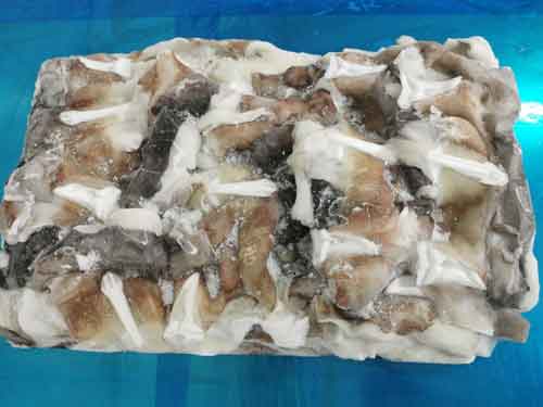 Squid frozen in block