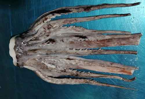 Squid with tentacles
