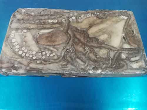 Block of frozen octopus
