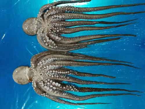 Whole octopus