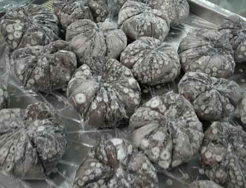 Block of ball-type octopus, frozen