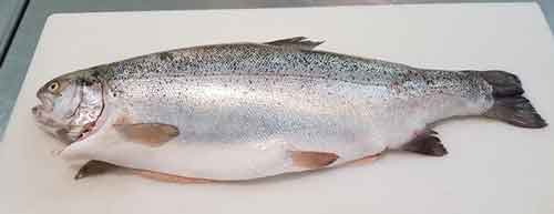 Whole trout