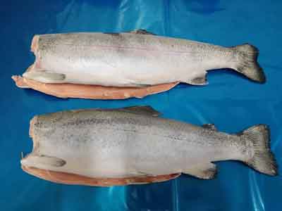 Trout without viscera