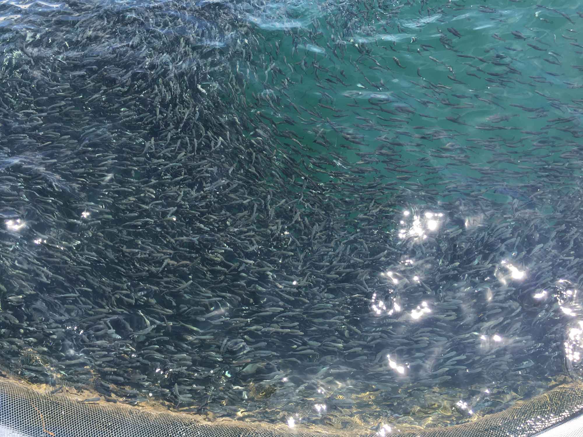 Fish swimming